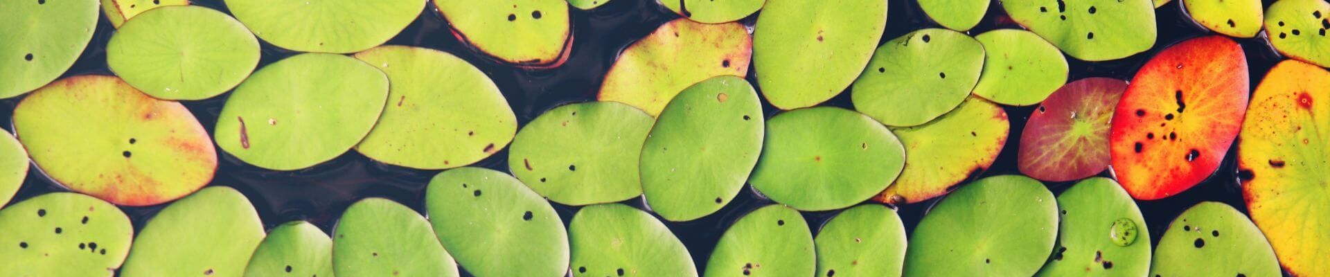 Oval lillypads floating in dark water