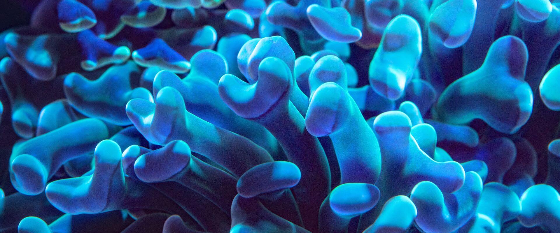 Oval lillypads floating in dark water