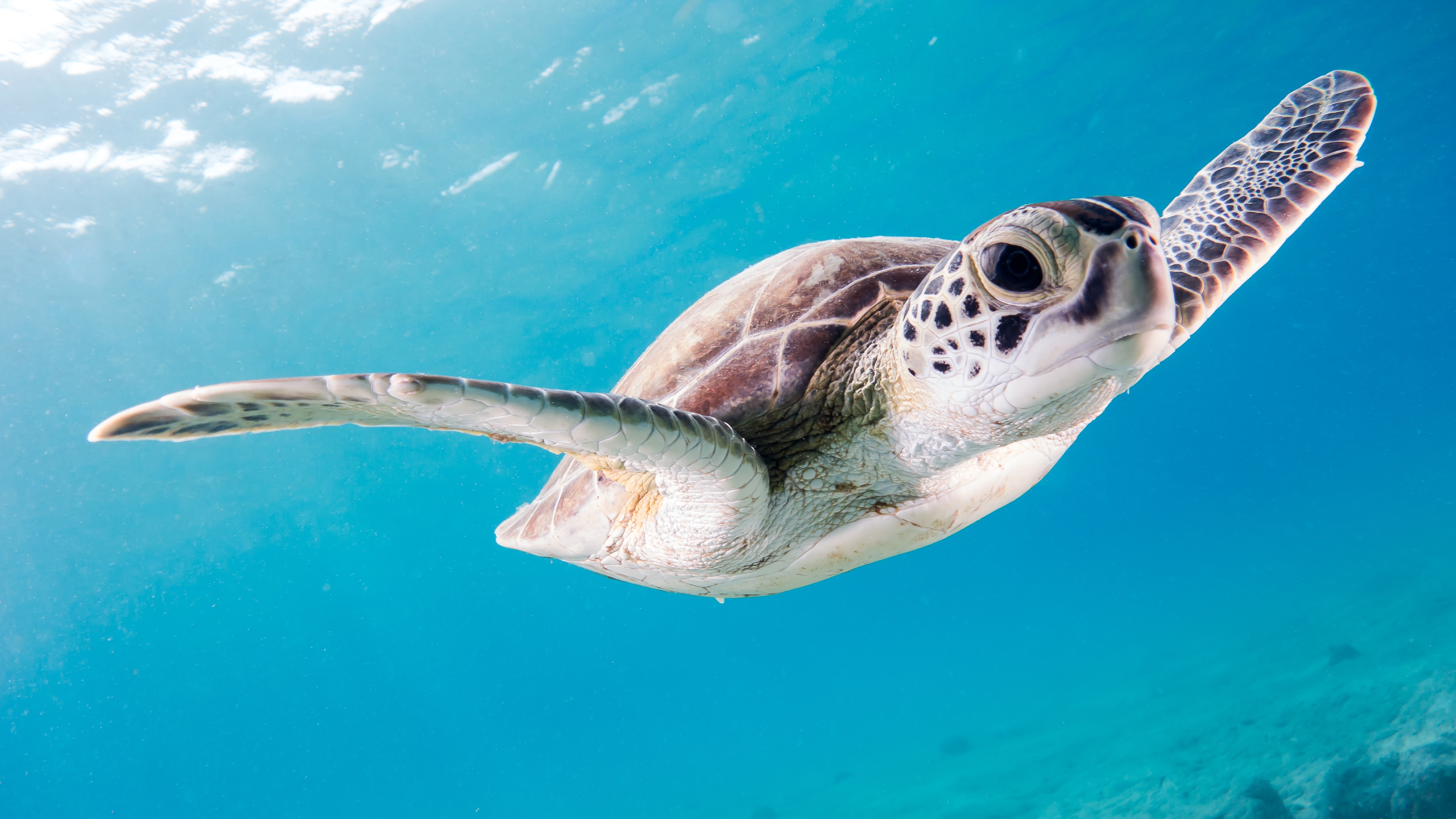 Sea turtle swimming in the ocean